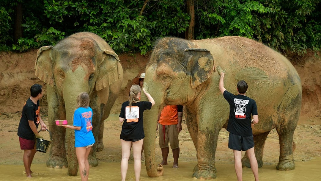 Tourists interacting with elephants at Elephant Jungle Sanctuary in Phuket.