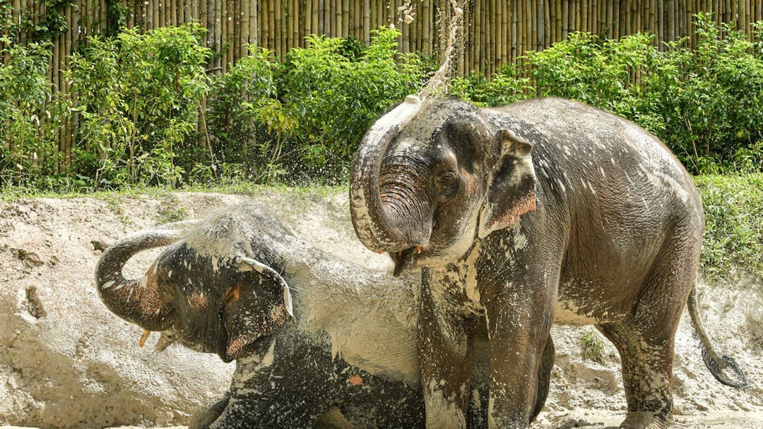 Elephants playing in mud at Elephant Jungle Sanctuary, Phuket.