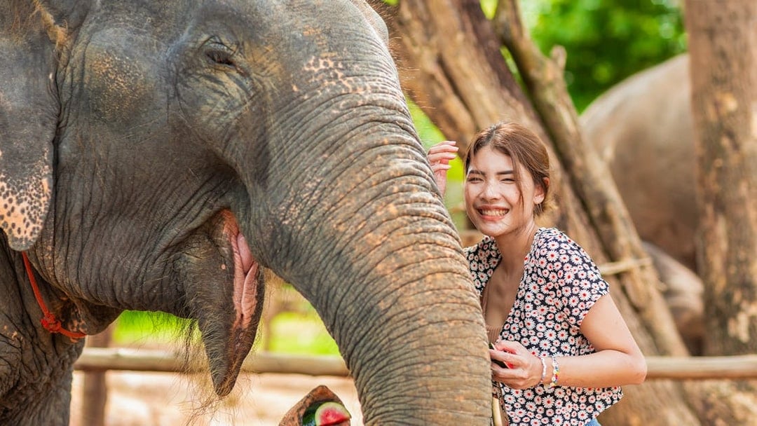 Half Day Tour with Elephant Feed and Mud Spa with Hotel Transfers, Phuket