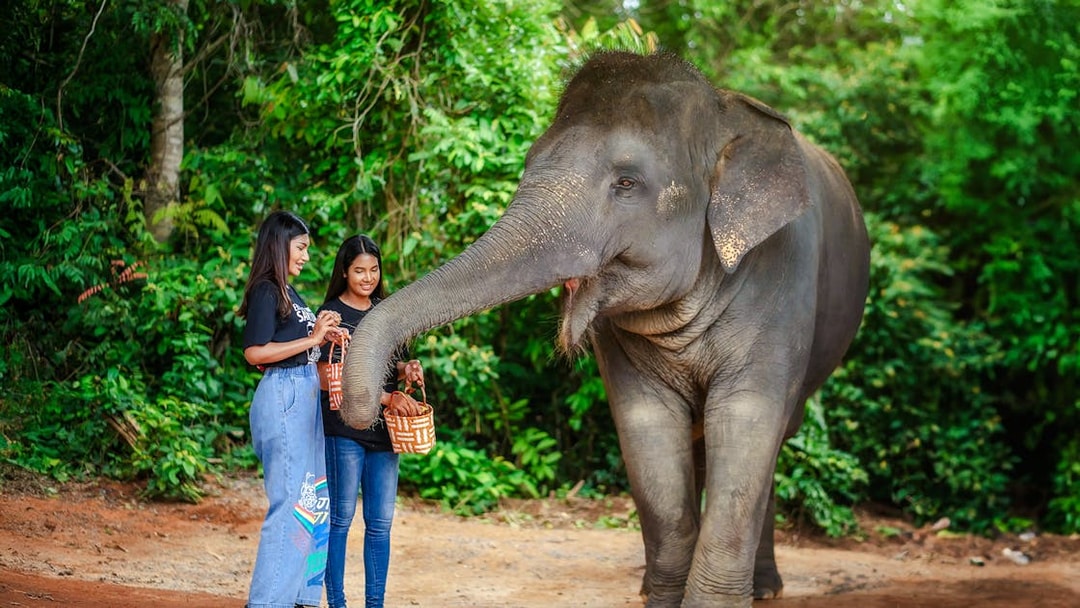 Women feeding an elephant at Elephant Jungle Sanctuary, Phuket, Thailand.