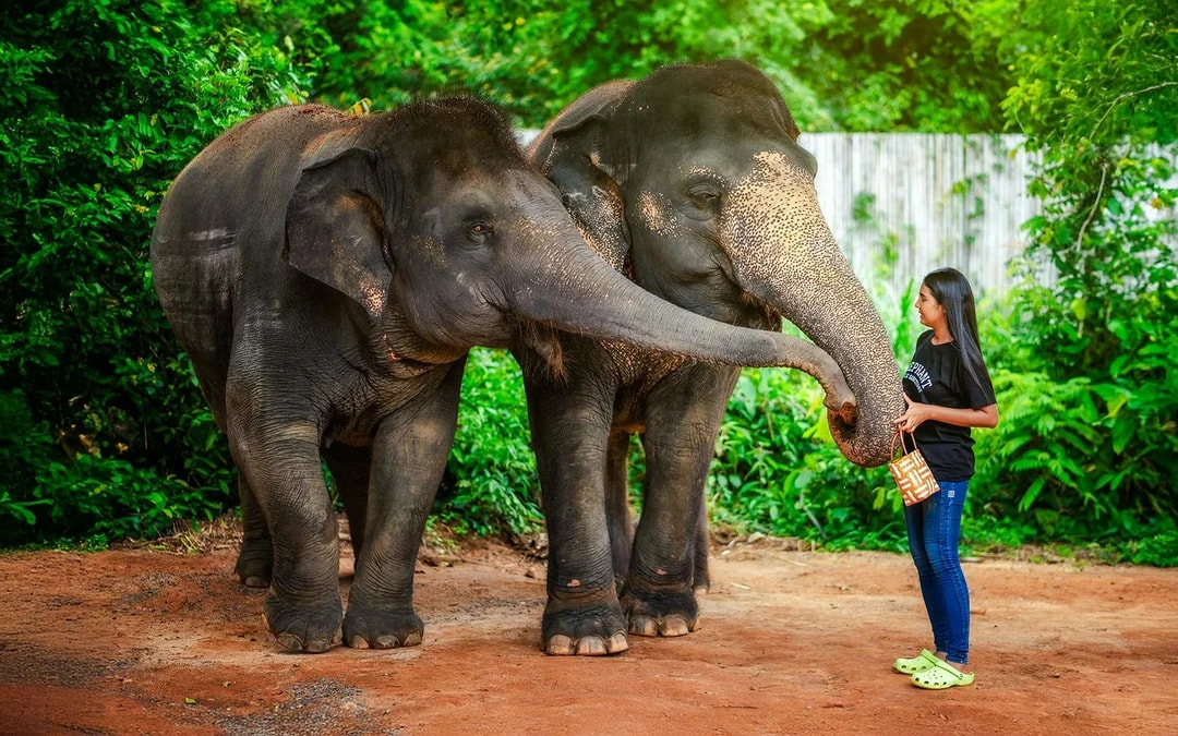 Phuket Elephant Jungle Sanctuary: Feed, Shower & Mud Spa Guided Tours with Optional Transfers Image 7