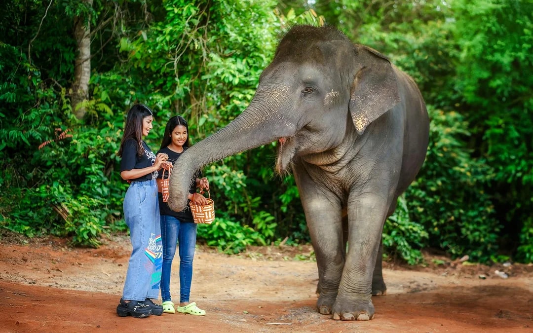 Phuket Elephant Jungle Sanctuary: Feed, Shower & Mud Spa Guided Tours with Optional Transfers Image 8