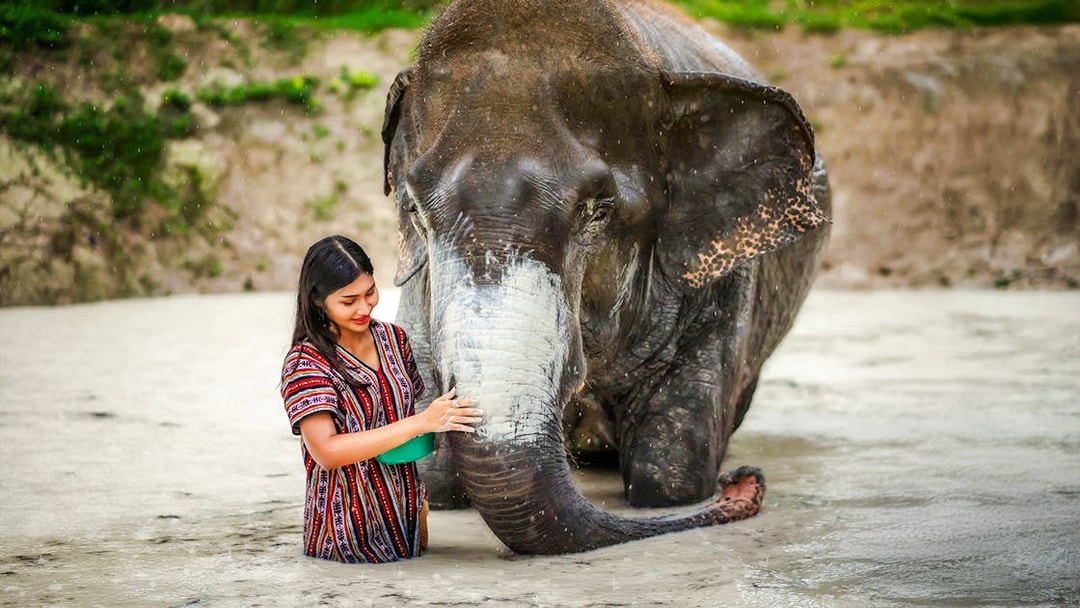 Woman applying mud to elephant at Elephant Jungle Sanctuary, Phuket, Thailand.
