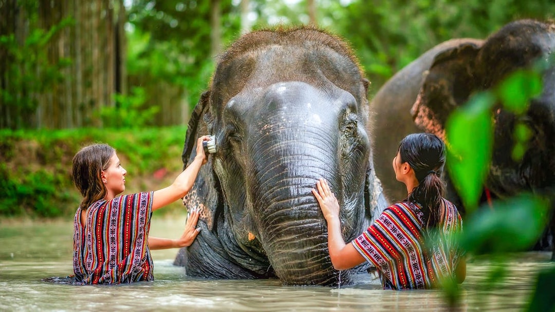 Women bathing an elephant at Elephant Jungle Sanctuary, Phuket, Thailand.