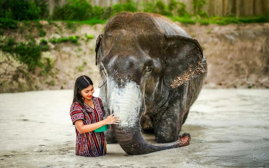 Phuket Elephant Jungle Sanctuary: Feed, Shower & Mud Spa Guided Tours with Optional Transfers Image 10