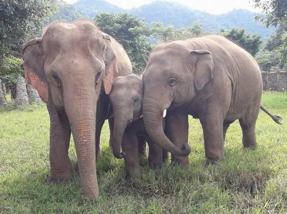 Elephant Nature Park Experience | Thailand