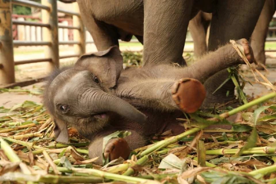 Elephant Nature Park Experience | Thailand