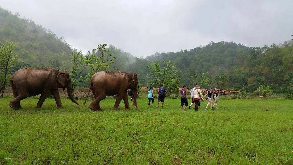 Elephant Nature Park Experience | Thailand