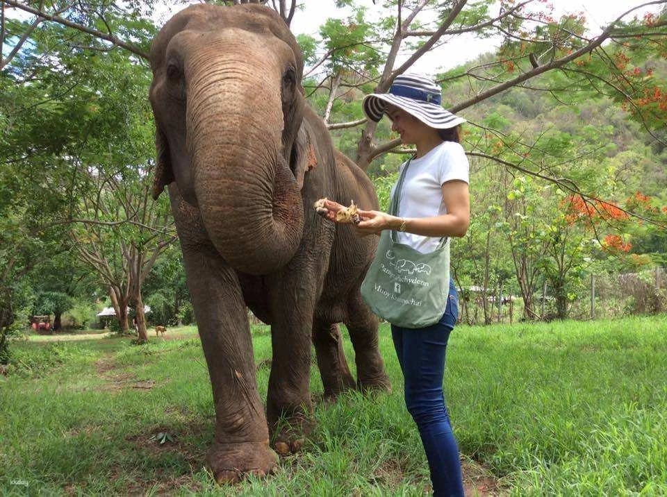 Elephant Nature Park Experience | Thailand