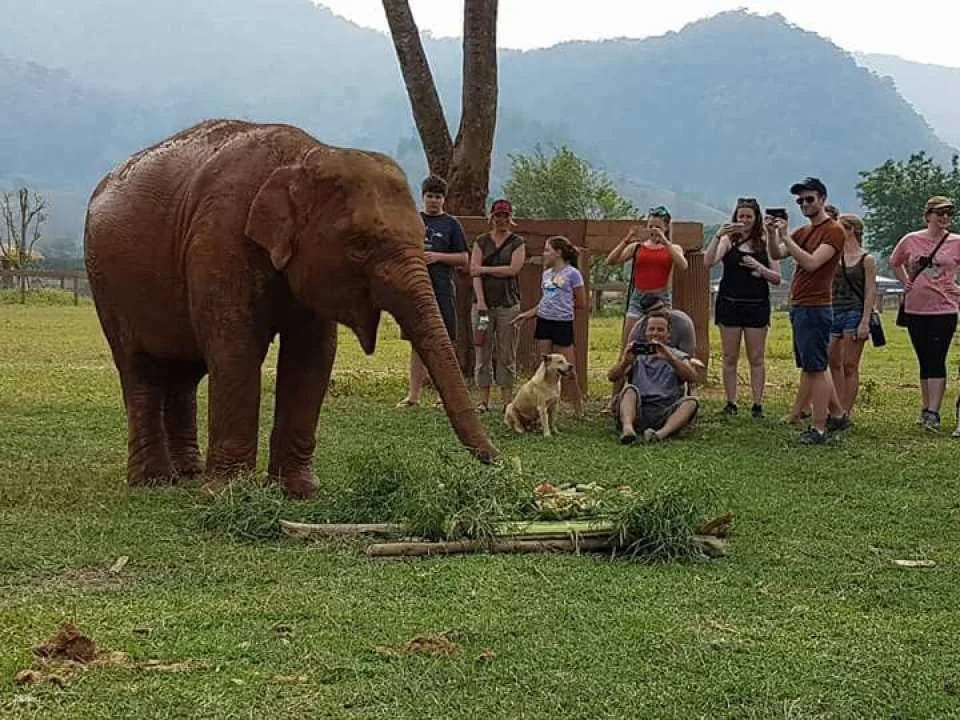 Elephant Nature Park Experience | Thailand