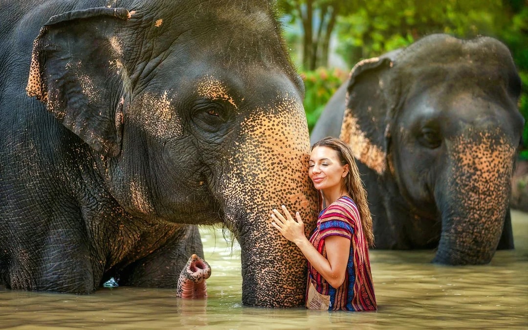 Elephant Sanctuary Tour with Transfers in Phuket Image 6