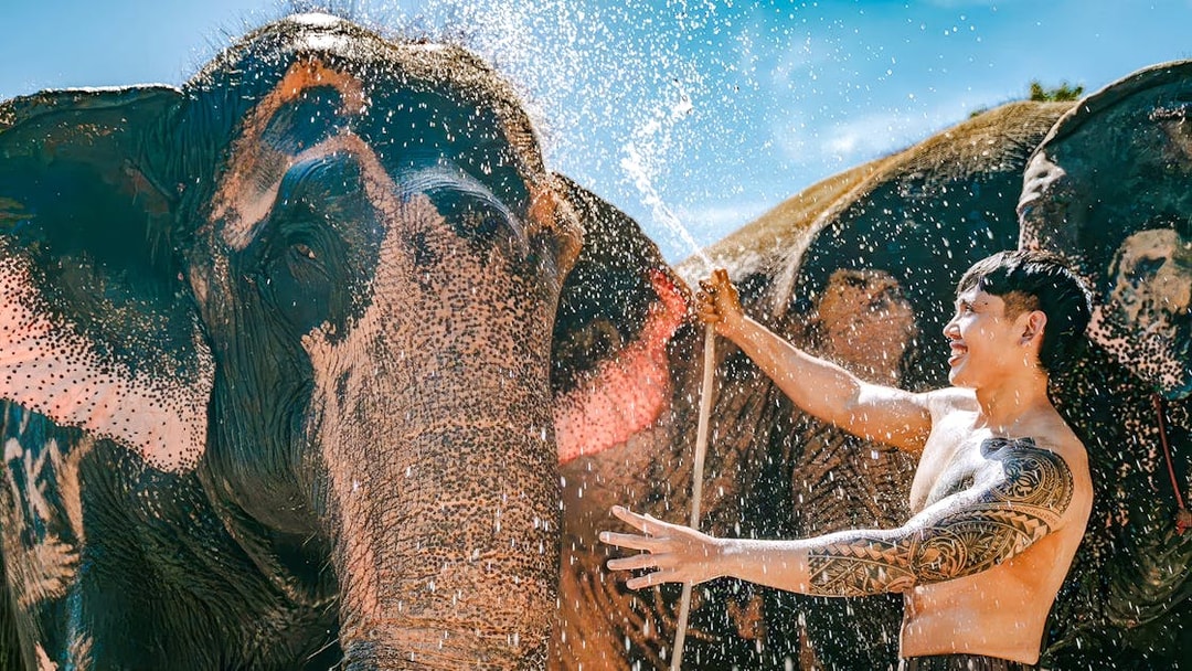Man bathing elephant at Phuket Elephant Care, Thailand.