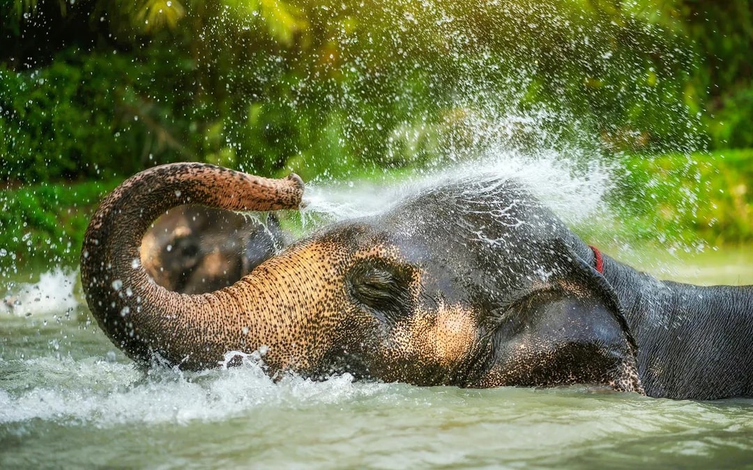 Elephant Sanctuary Tour with Transfers in Phuket Image 7