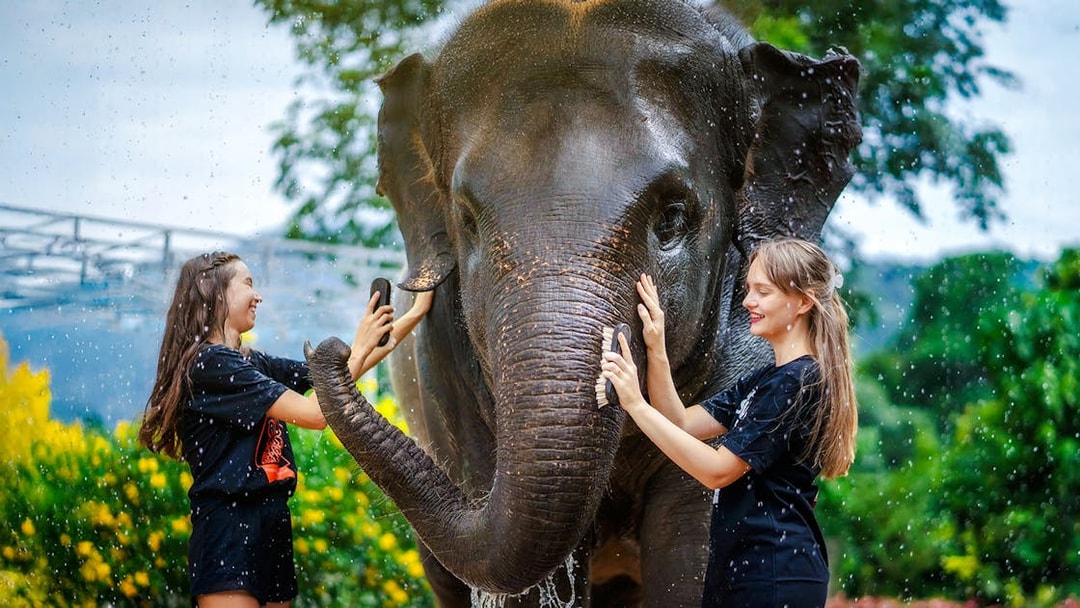 Women washing an elephant at Elephant Jungle Sanctuary, Phuket, Thailand.