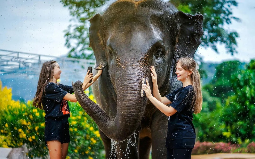 Elephant Sanctuary Tour with Transfers in Phuket Image 9