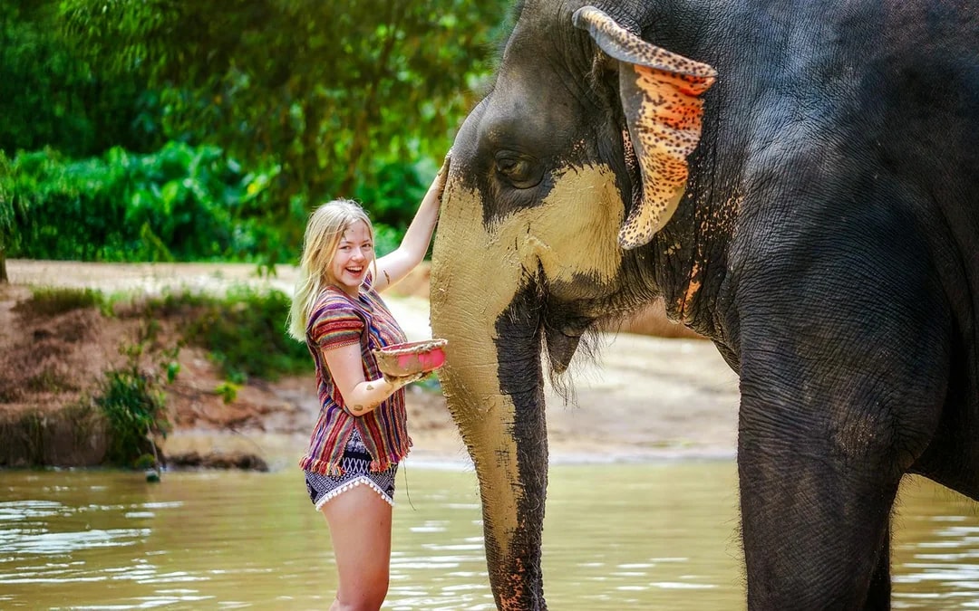 Elephant Sanctuary Tour with Transfers in Phuket Image 3
