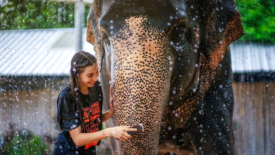 Woman washing elephant at Elephant Jungle Sanctuary, Phuket, Thailand.
