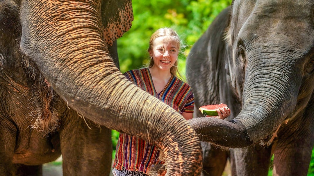 Woman feeding elephants at Elephant Jungle Sanctuary, Phuket, Thailand.