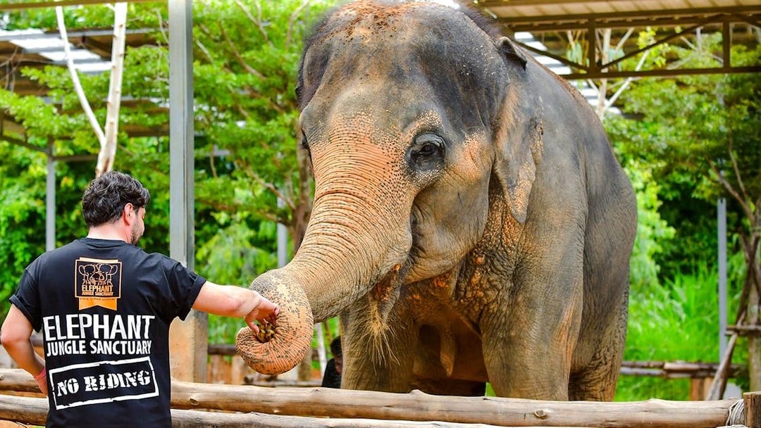 Visitor feeding an elephant at Elephant Jungle Sanctuary, Phuket.