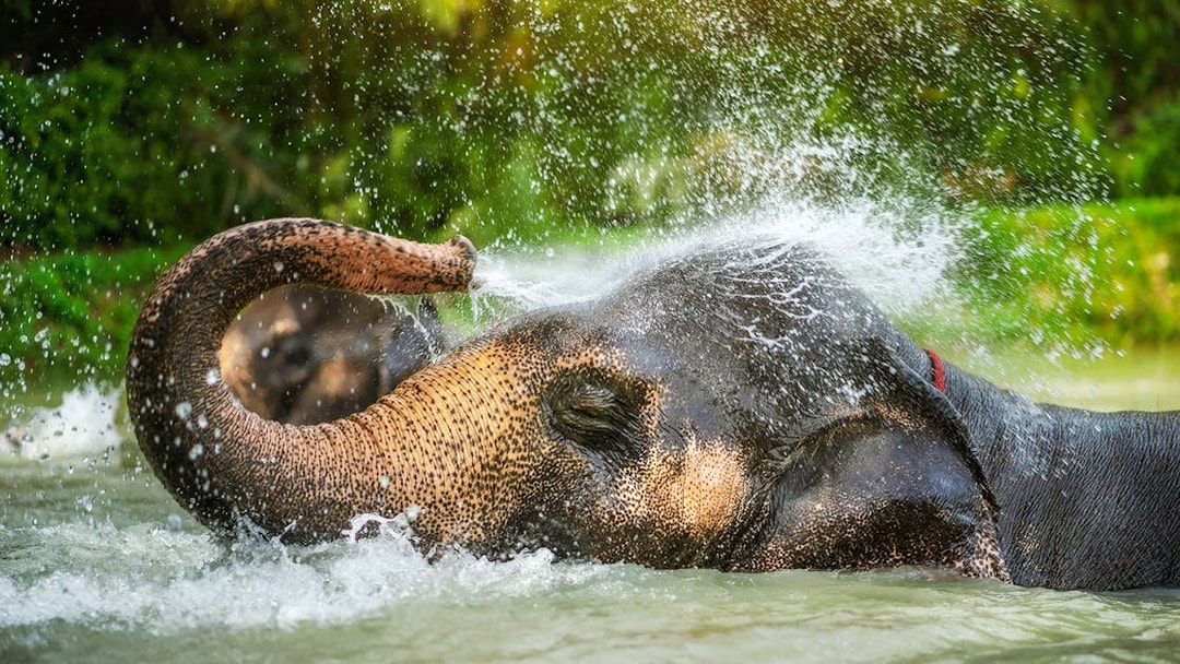 Elephant spraying water in a pond at Elephant Jungle Sanctuary, Phuket.