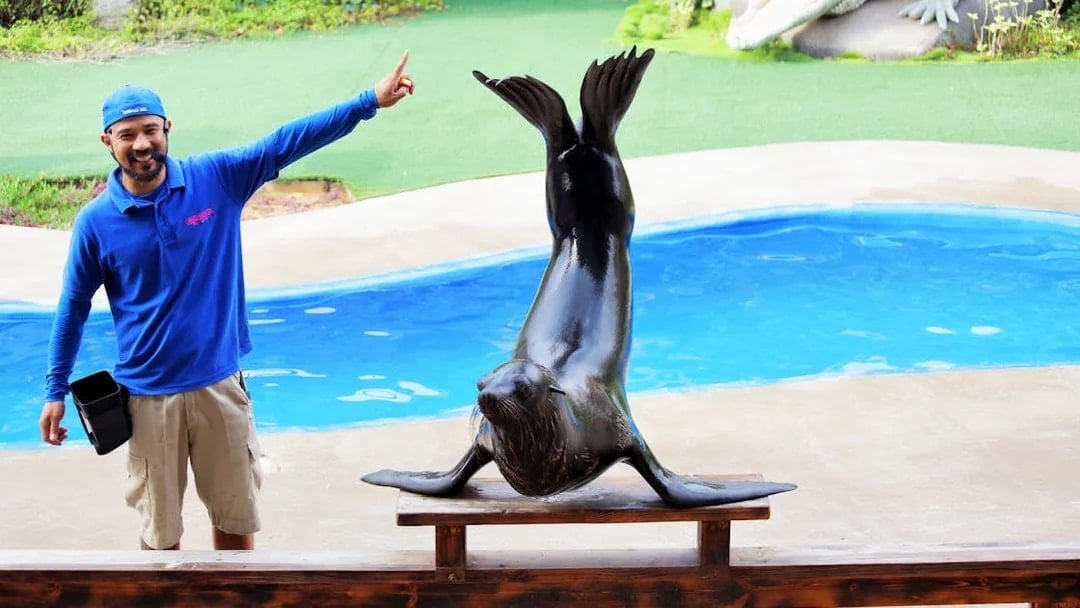 Sea lion performing with trainer at Emirates Park Zoo.