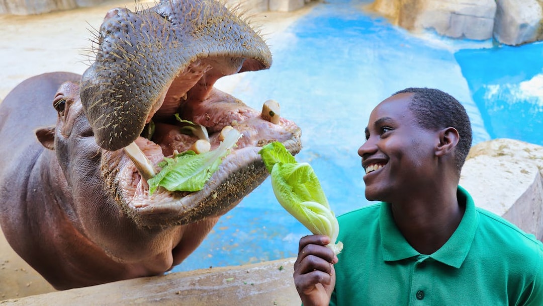 Hippo being fed lettuce by a smiling staff member at Emirates Park Zoo.