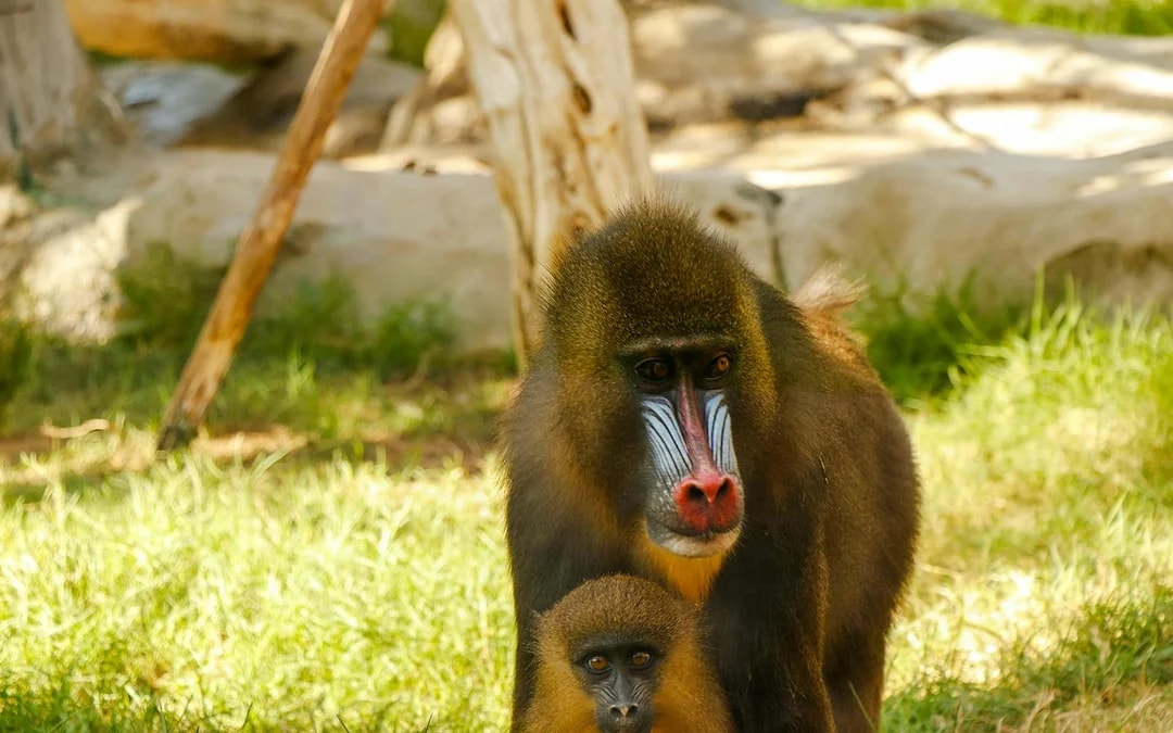 Emirates Park Zoo Tickets Image 2
