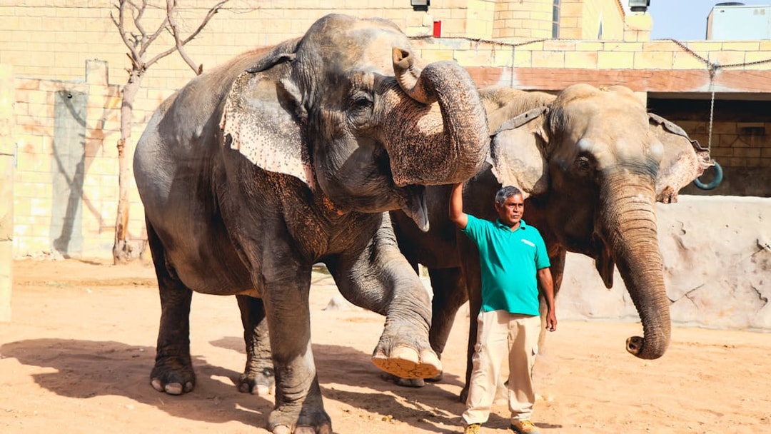 Elephants with a zookeeper at Emirates Park Zoo, Abu Dhabi.