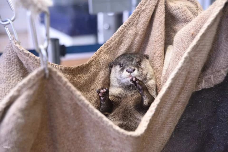 Enoshima Aquarium Admission Ticket (Fujisawa City, Kanagawa Prefecture)