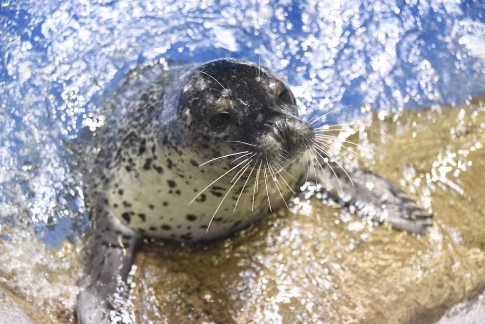 Enoshima Aquarium Admission Ticket (Fujisawa City, Kanagawa Prefecture)