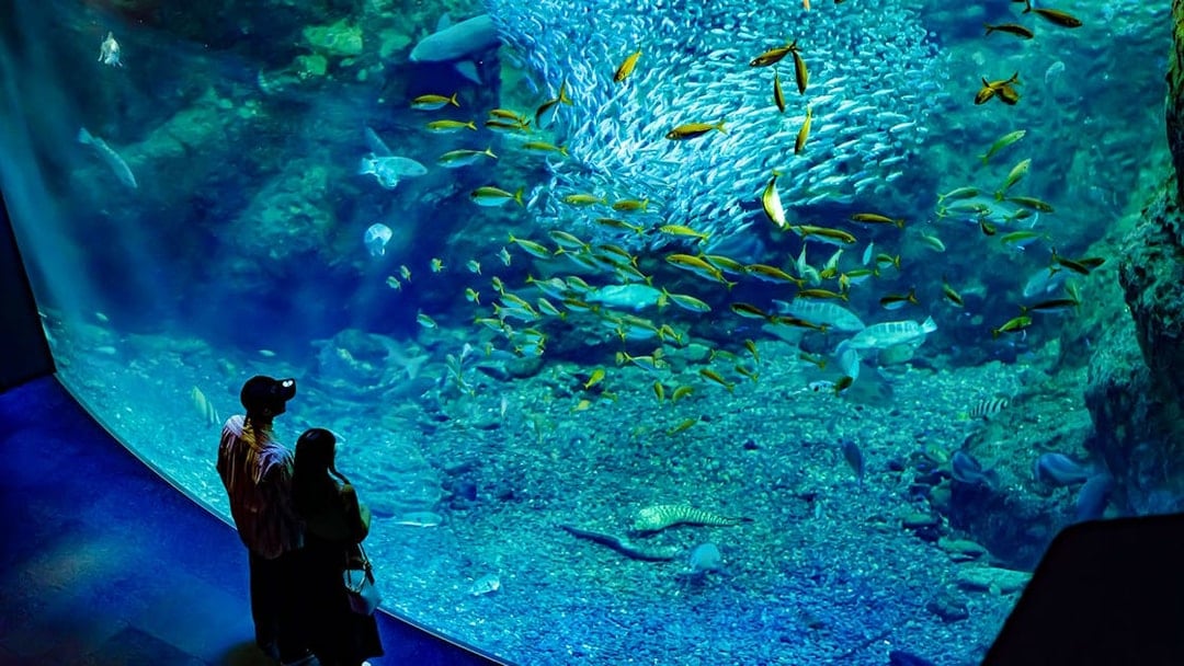 Enoshima Aquarium Tickets