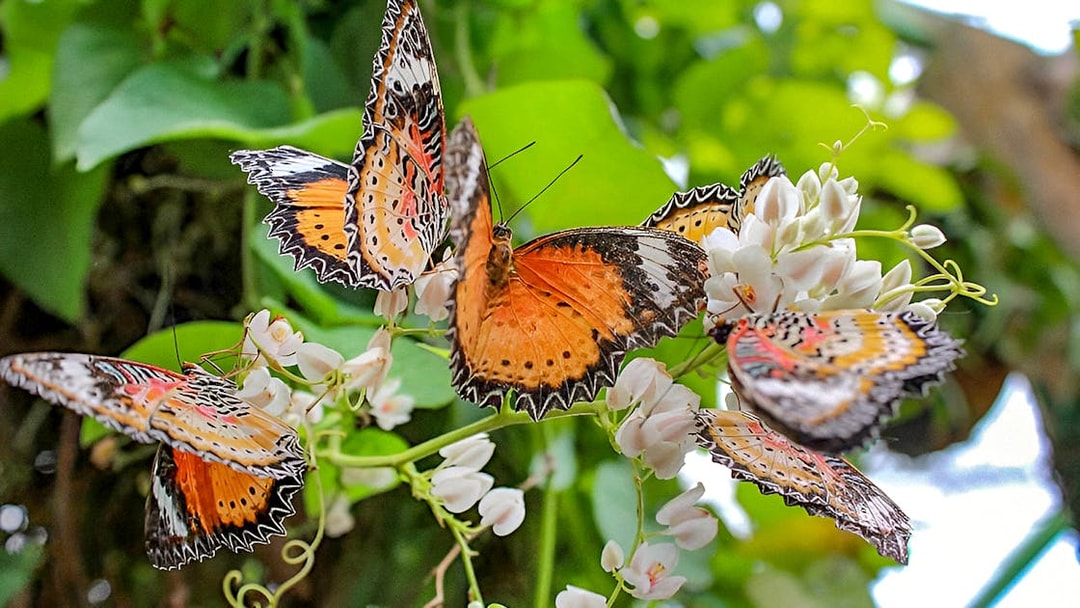 Butterflies on flowers inside Entopia by Penang Butterfly Farm.