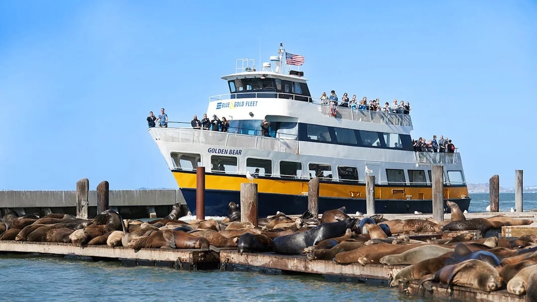 Ferry approaching sea lions on Pier 39 in San Francisco, California.