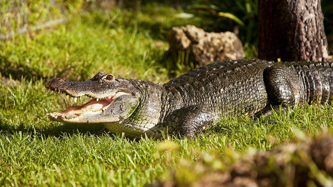 Alligator on grass in Everglades reptile exhibit.