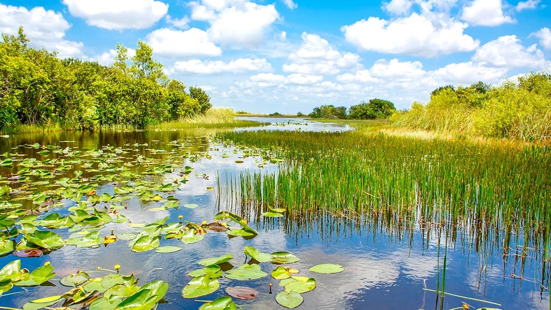 Everglades National Park waterway with lily pads and marsh vegetation.