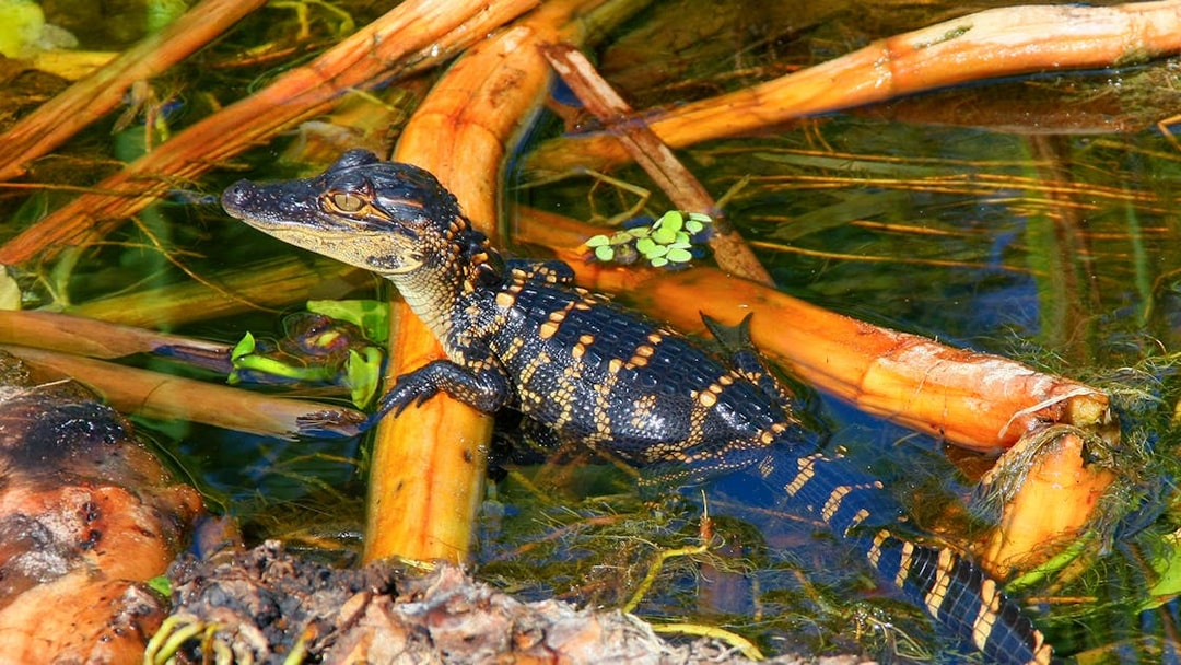 Young alligator in water among reeds, Everglades National Park airboat tour.