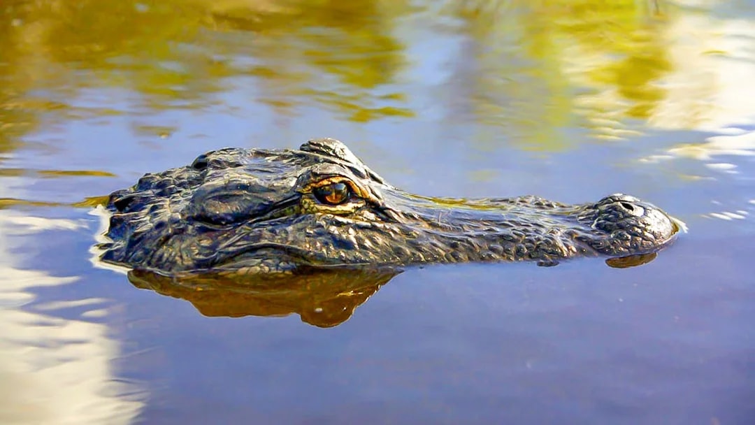 Alligator in water during Everglades National Park airboat tour.