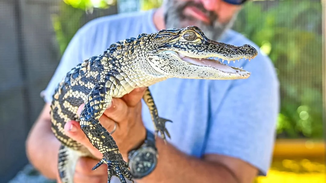 Man holding a small alligator during Everglades private airboat tour.