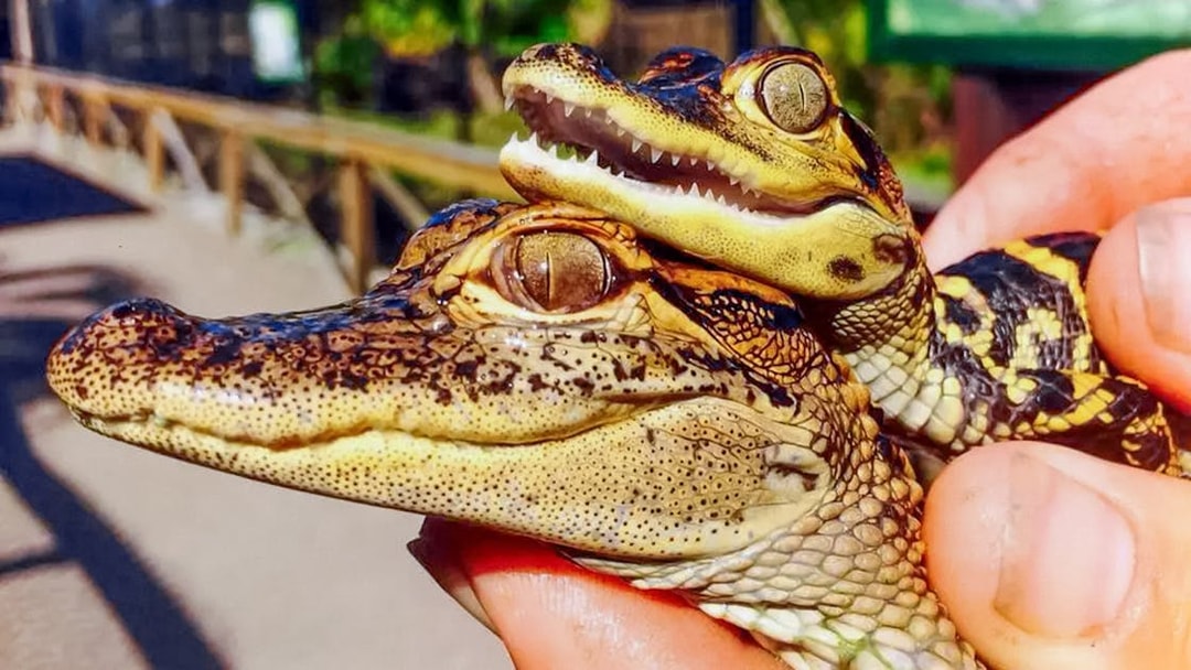Baby alligators held during Everglades Private Airboat Tour.