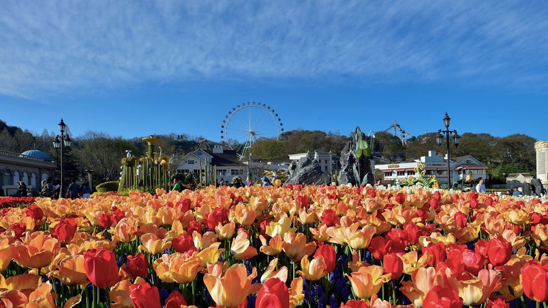 Tulip garden with Ferris wheel in Everland Theme Park, South Korea.