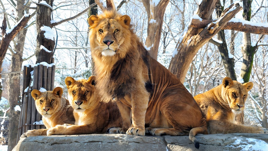 Lions resting on a snowy platform at Everland Theme Park.