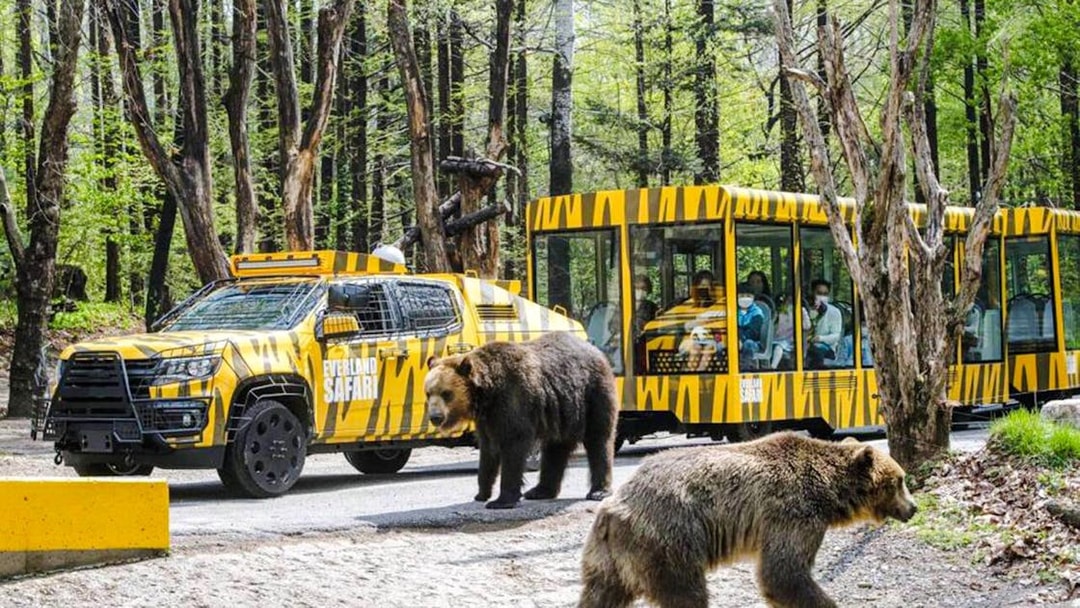Everland Zoo tour with amphibious bus and bears in forest setting.