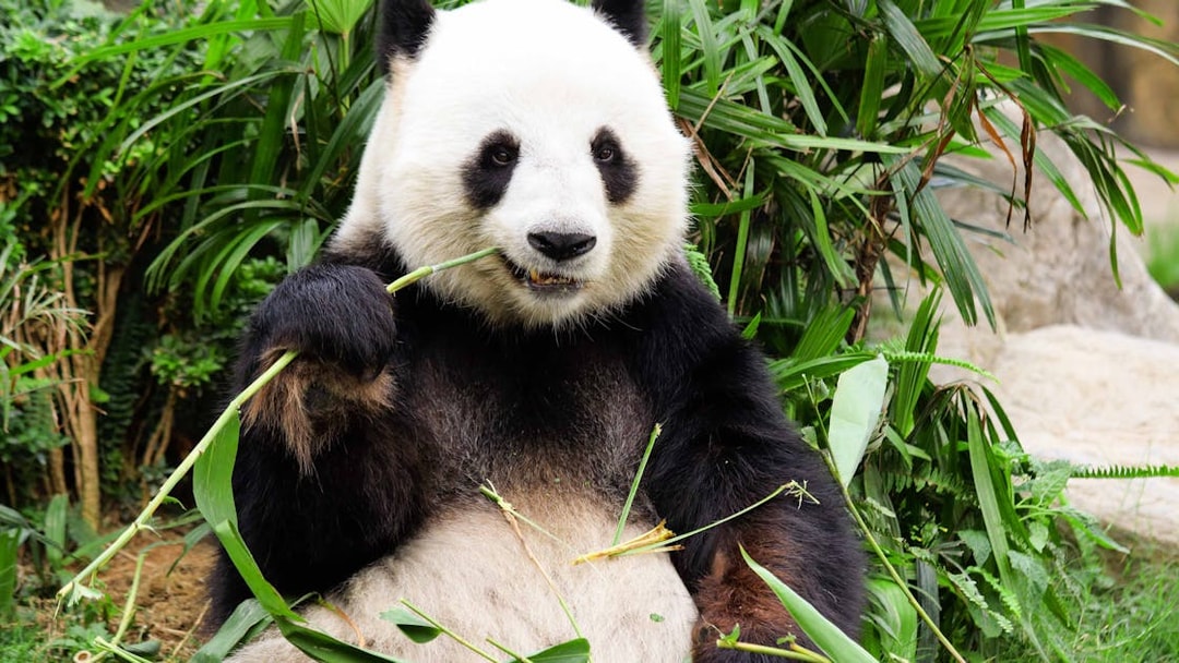 Panda eating bamboo at Everland Zoo, Seoul.