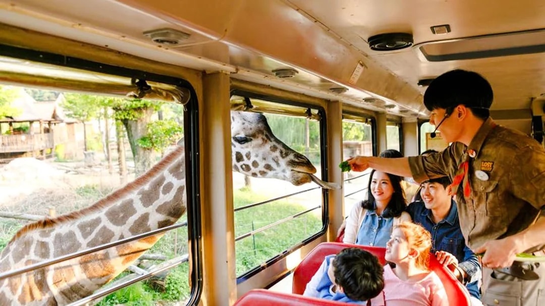 Giraffe being fed by a guide through a safari bus window at Everland.