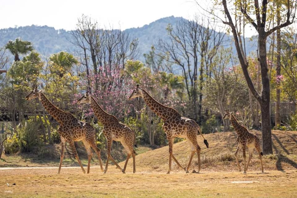 Exclusive offer on tickets to Chimelong Forest Kingdom in Qingyuan, China | Free AIRSIM SIM card included.
