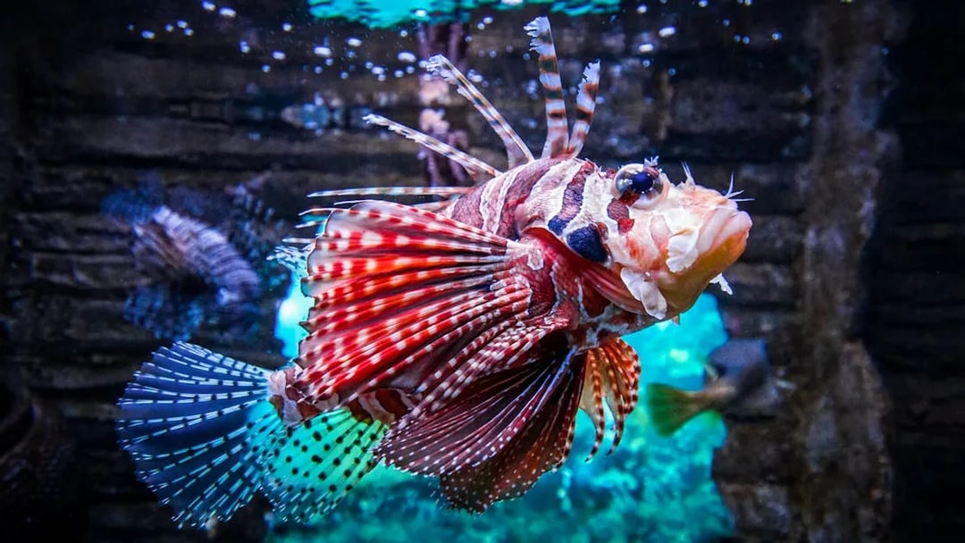 Lionfish swimming in Aquaria KLCC, Kuala Lumpur.