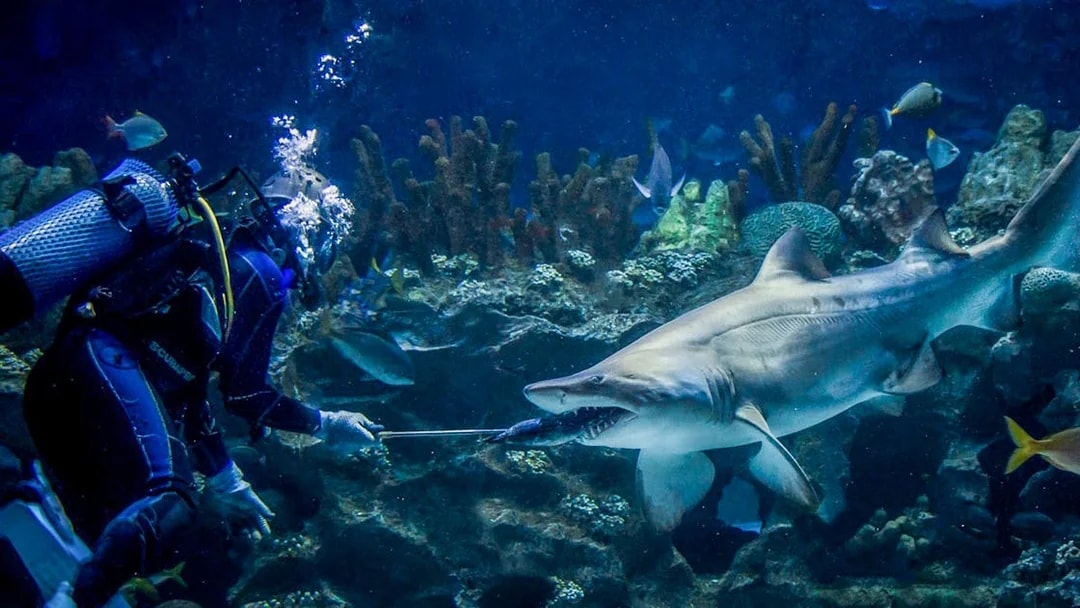Diver feeding sand tiger shark at Aquaria KLCC.