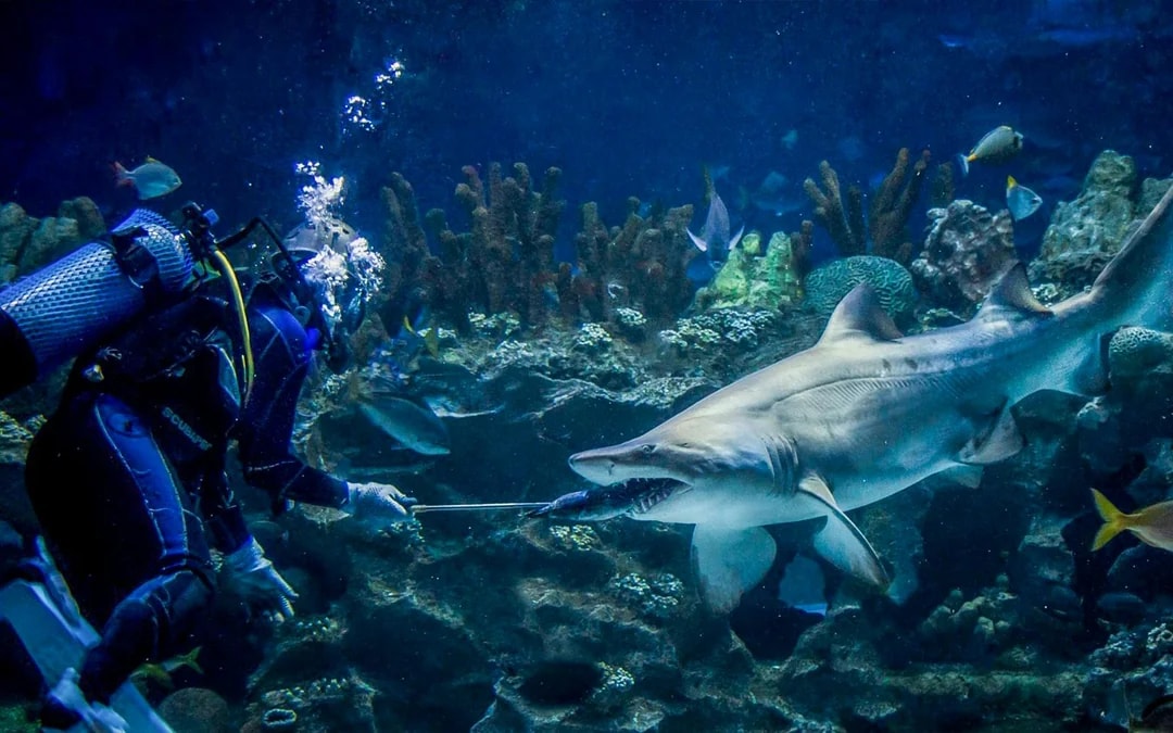 Aquaria KLCC Tickets Image 8