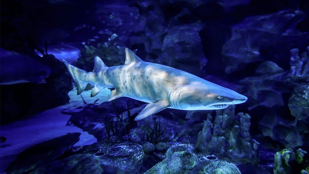 Sand tiger shark swimming at Aquaria KLCC, Kuala Lumpur.