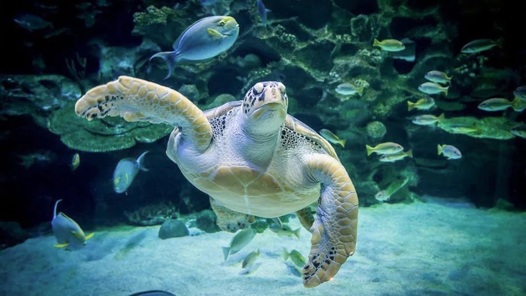 Sea turtle swimming among fish at Aquaria KLCC, Kuala Lumpur.